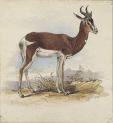 Een antilope